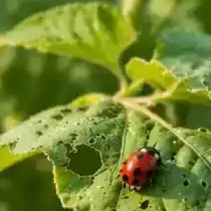 Mariquita sobre una hoja de cultivo en un huerto urbano