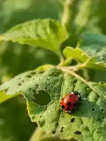 Mariquita sobre una hoja de cultivo